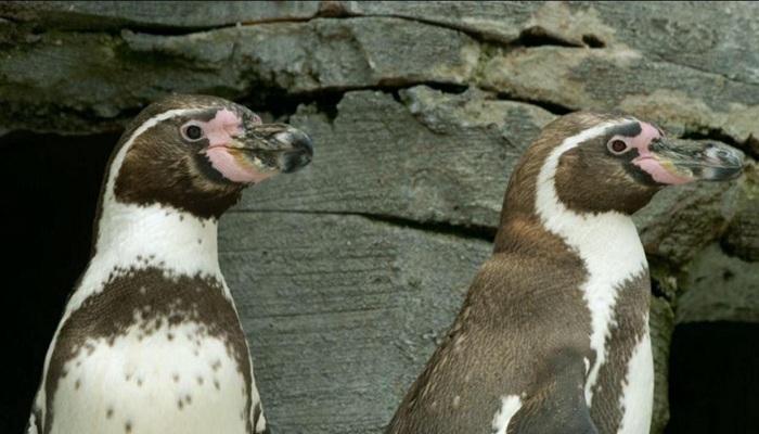 This gay penguin couple are celebrating their 10th anniversary